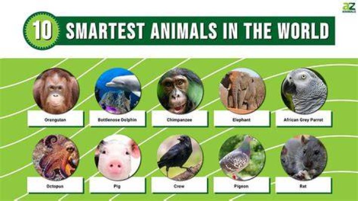 Animal IQs