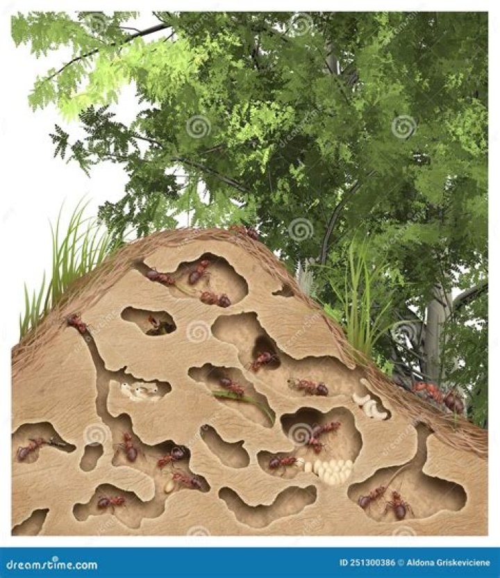 Anthill