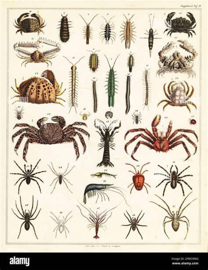 Are Crabs Insects