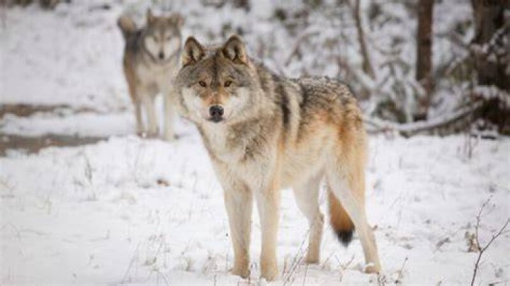 Are Wolves Carnivores