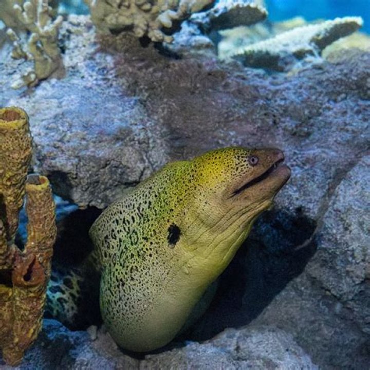 Baron Moray
