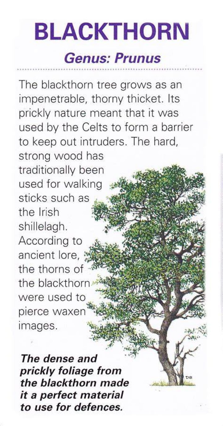 blackthorn tree meaning