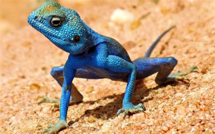 blue lizard