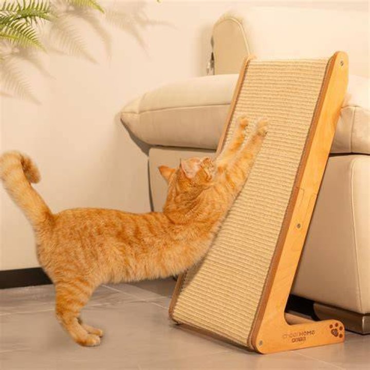 cat scratching post