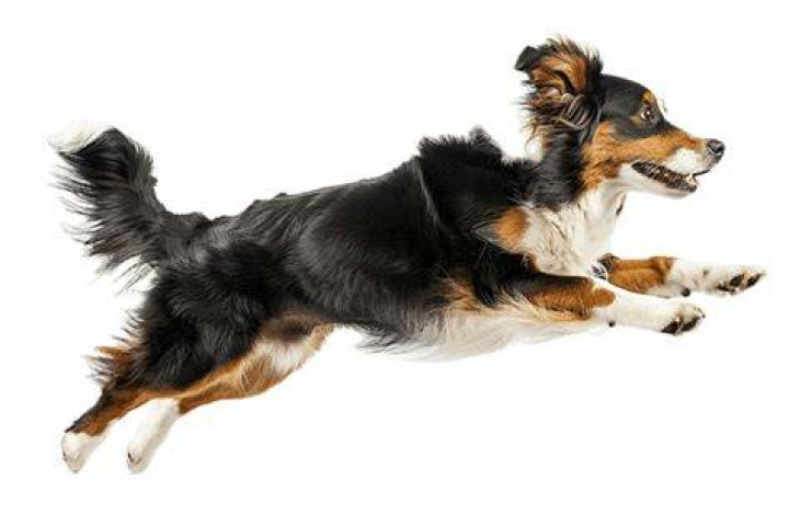 Charles Accelgor Agility.png