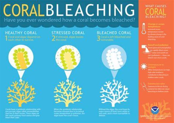 coral bleaching coral bleaching