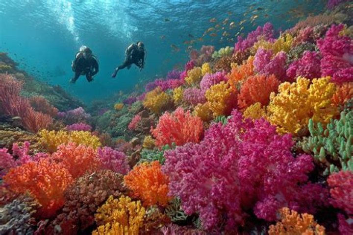 coral reef conservation coral reef conservation