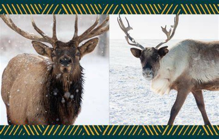 Elk and caribou are basically the same, right?