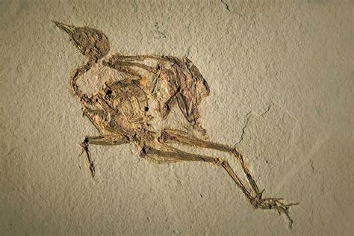 Fossilized Bird