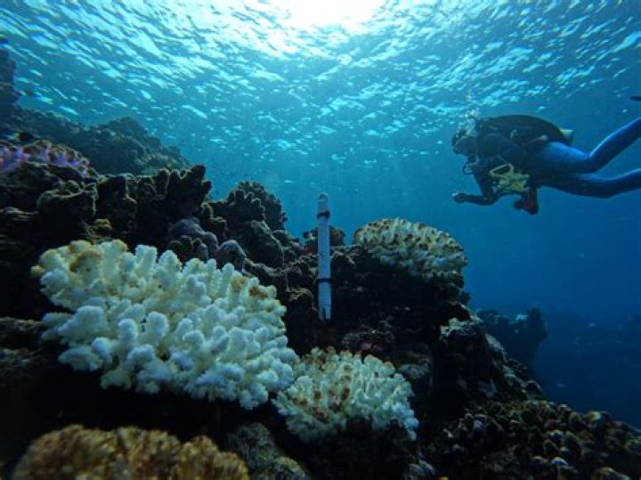 global coral reef conservation global coral reef conservation