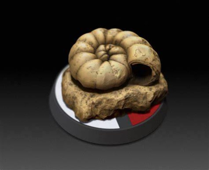 Helix Fossil