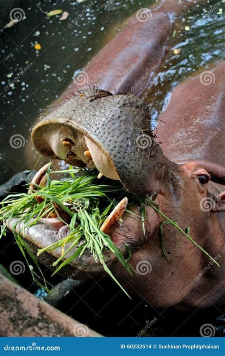 hippo feeding hippo feeding