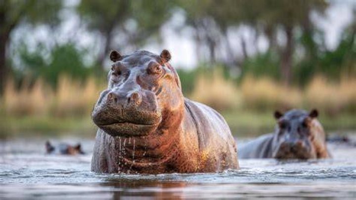 Hippo Habitat Hippo Habitat