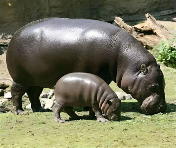 hippos communication and sunburn hippos communication and sunburn