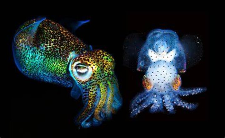 How — and why — scientists created a see-through squid
