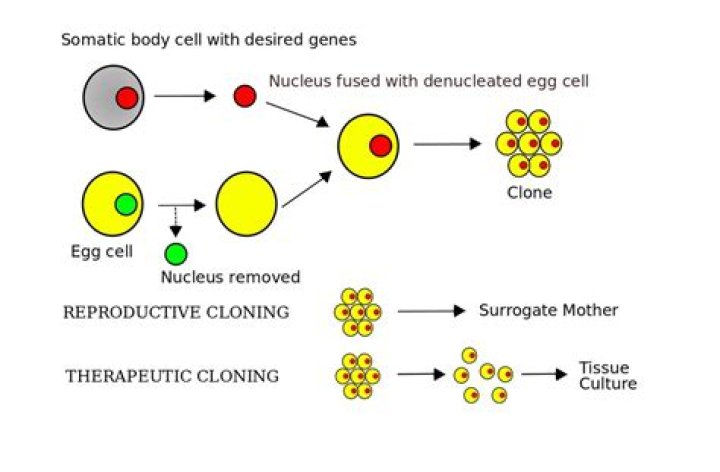 How are clones made?