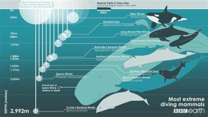 How Deep Can Whales Dive