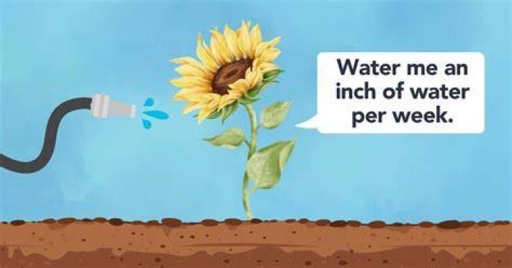 How Much Water Do Sunflowers Need
