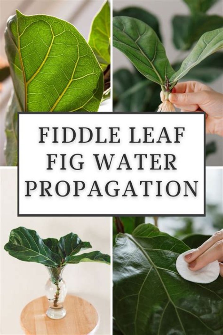 How Often Do You Water Fiddle Leaf Fig