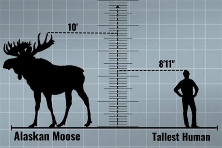 How Tall Do Moose Get