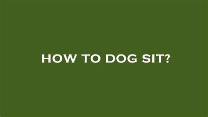 How To Dog Sit