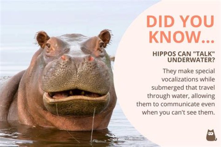 interesting facts about hippos interesting facts about hippos
