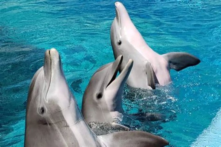 join the dolphins community join the dolphins community