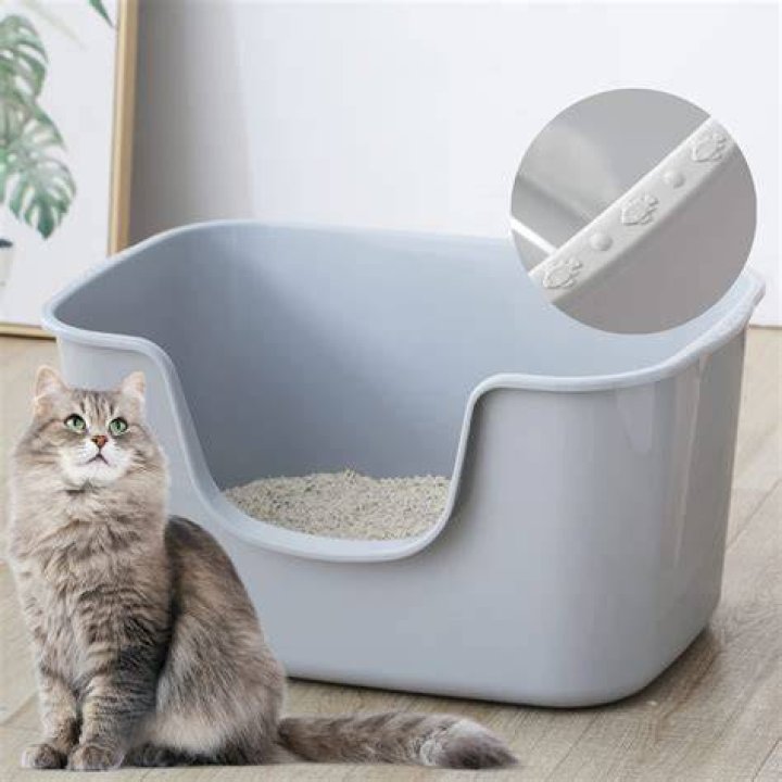litter box