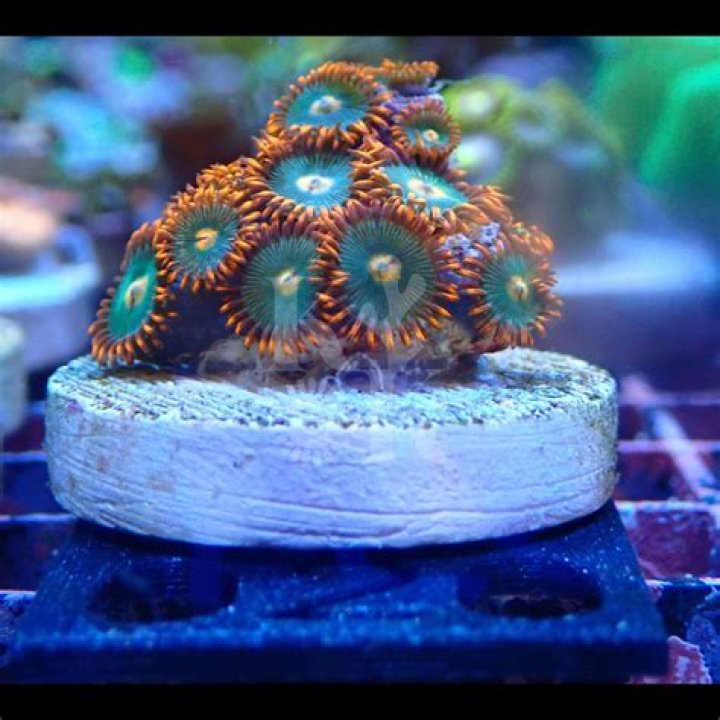 MINT CHOC CHIP ZOANTHID FRAG BUY FROM DELTA AQUARIUM
