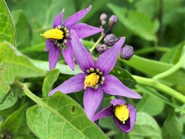 Nightshade plant