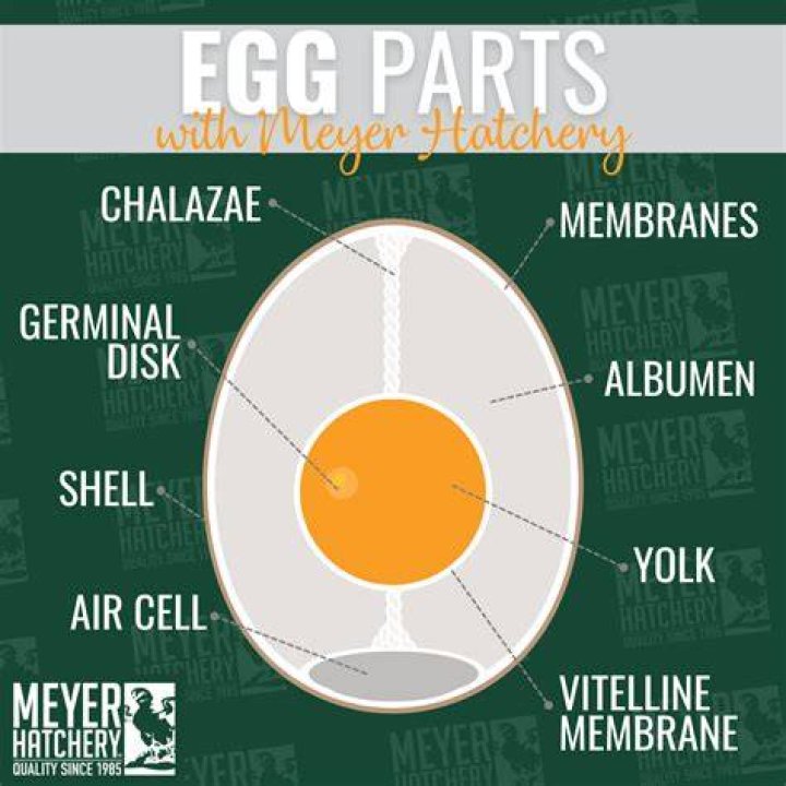 Pok&eacute;mon Egg