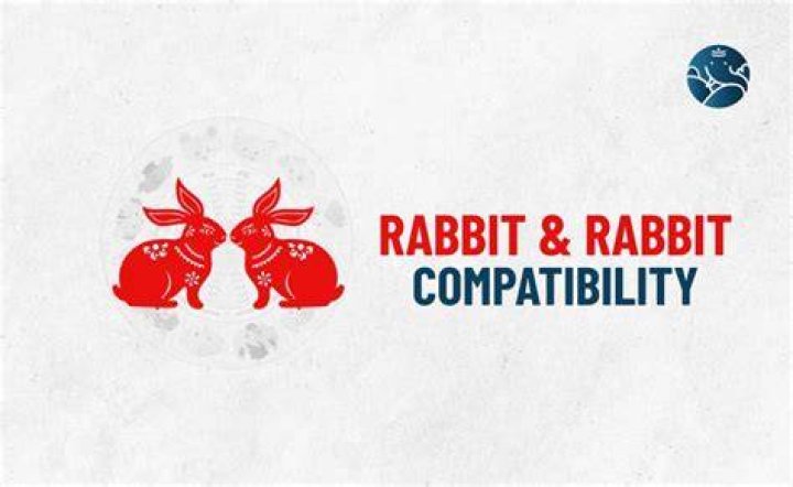 rabbit rabbit compatibility
