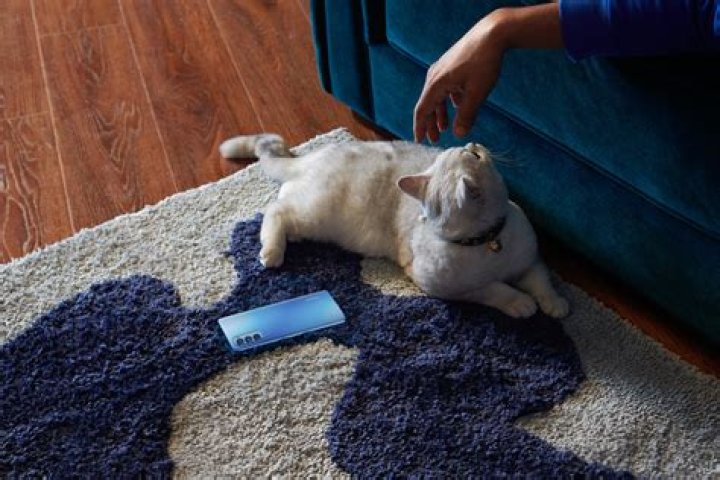 reno4 cat