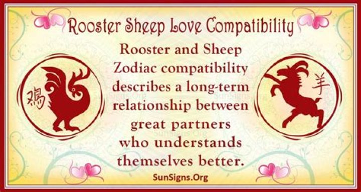 Rooster And Sheep Compatibility: Aggressive Bonding