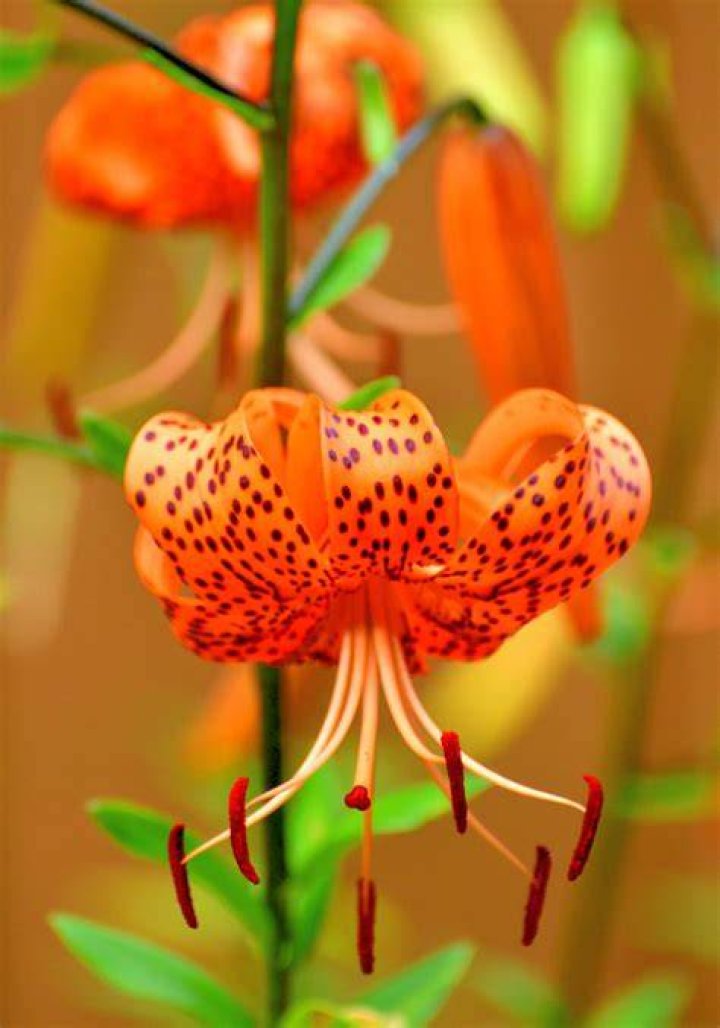 tiger lily