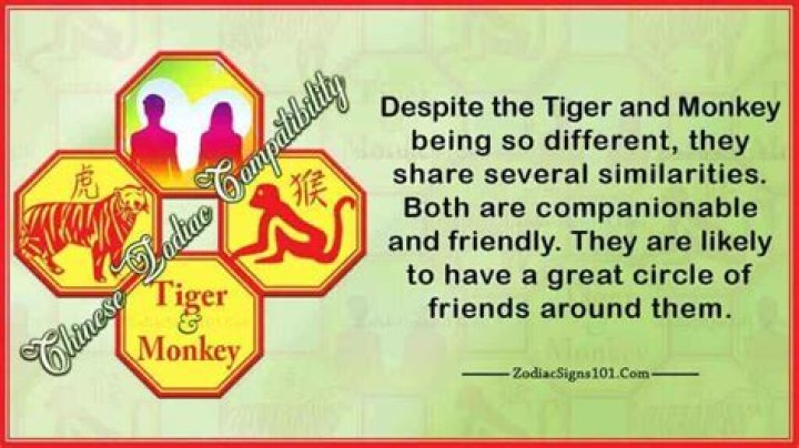 Tiger Monkey Compatibility. The tiger and monkey relationship might not be a happy one.
