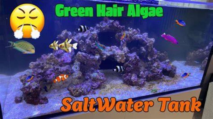 What Eats Hair Algae Reef Tank