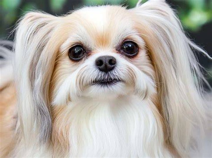 What Is A Miki Dog